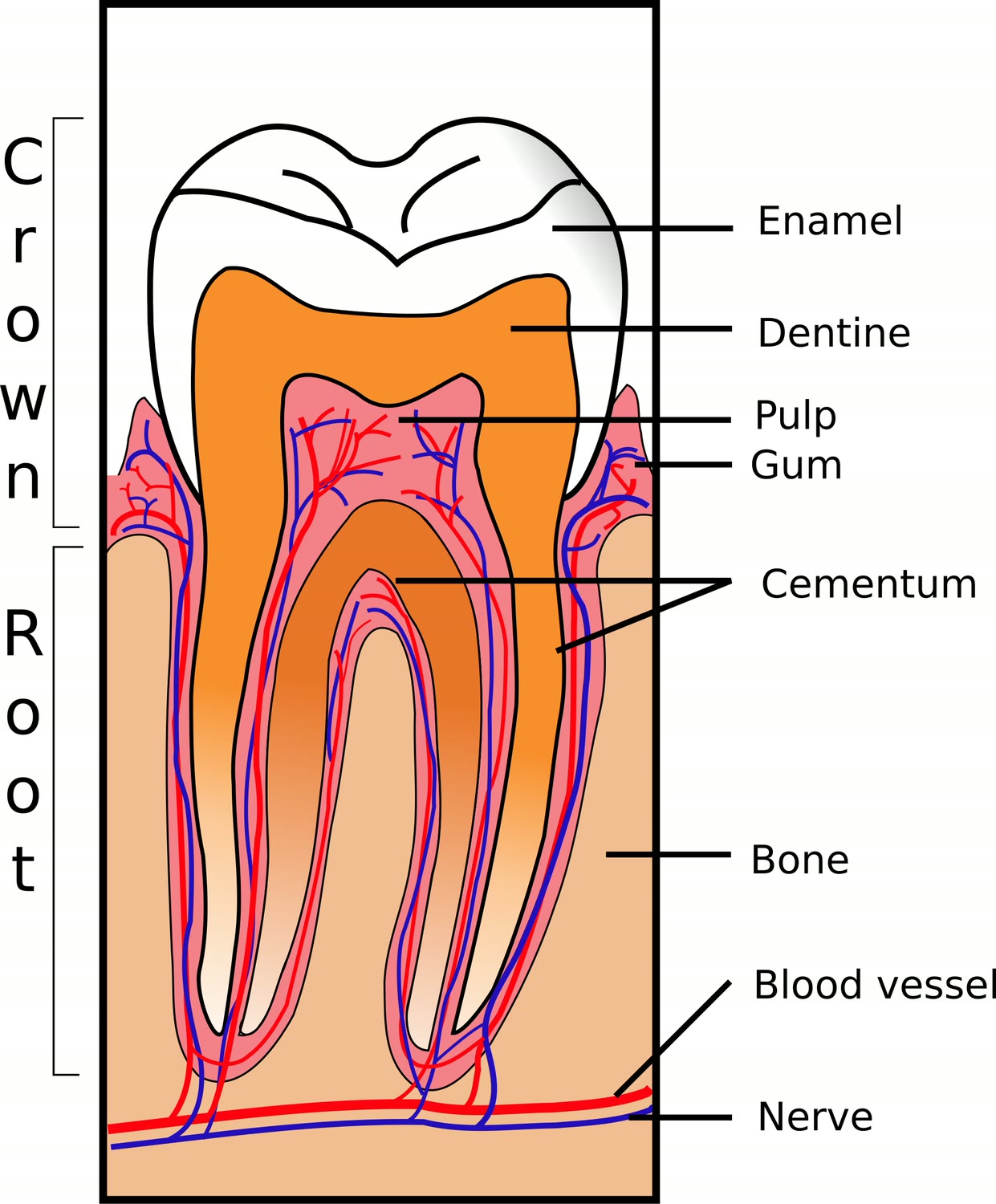 Esquema do dente em corte, com o cemento que cobre a raiz, a dentina, a polpa e o osso