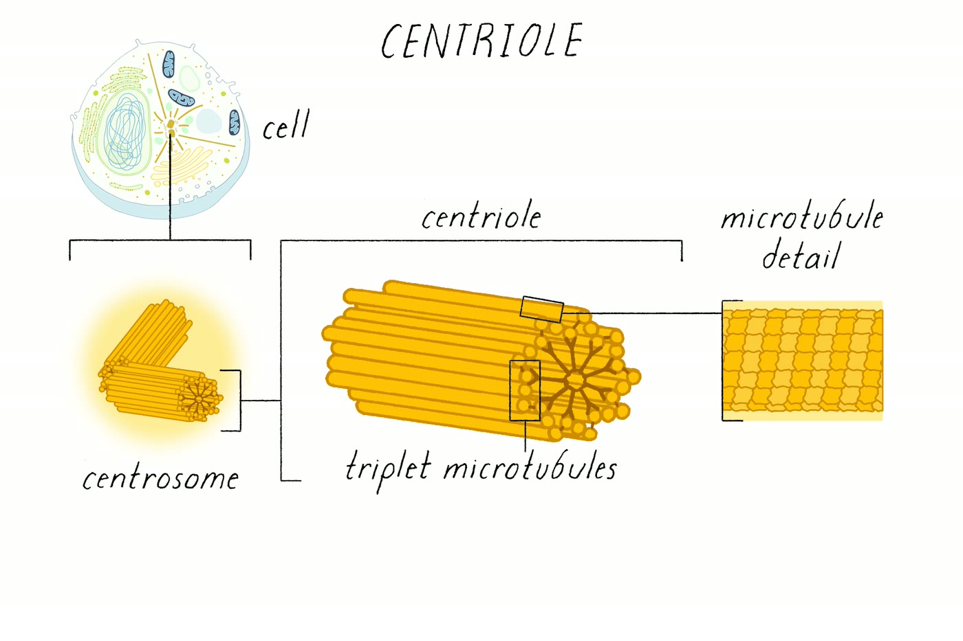 Ilustração anatômica: Centríolo (Centrioles)
