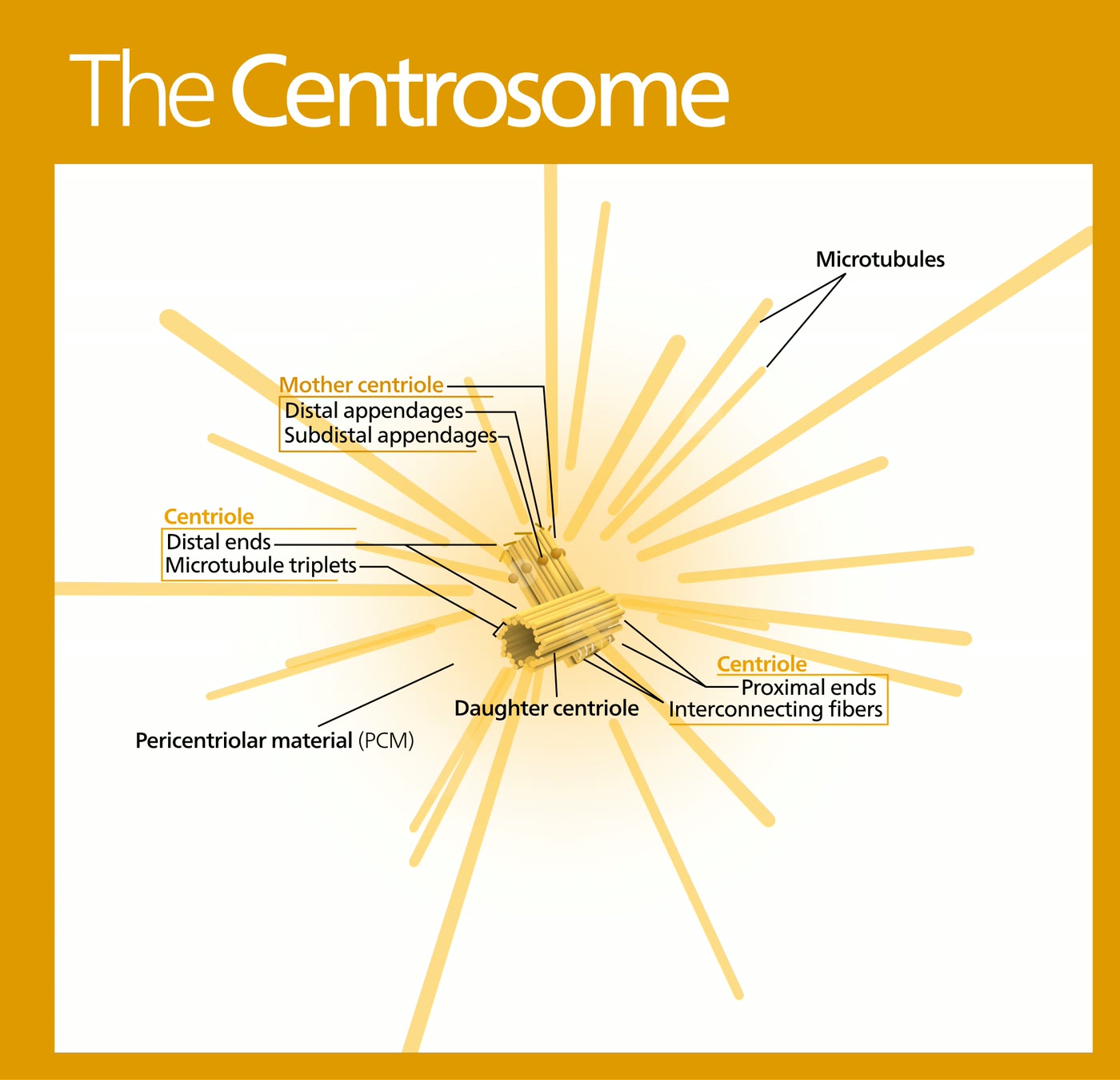 Ilustração anatômica: Centro organizador de microtúbulos (Microtubule-Organizing Center)