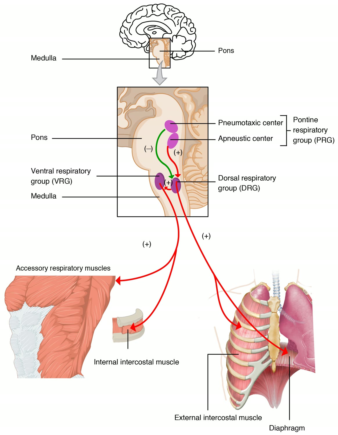 Ilustração anatômica: Centro respiratório (Respiratory Center)