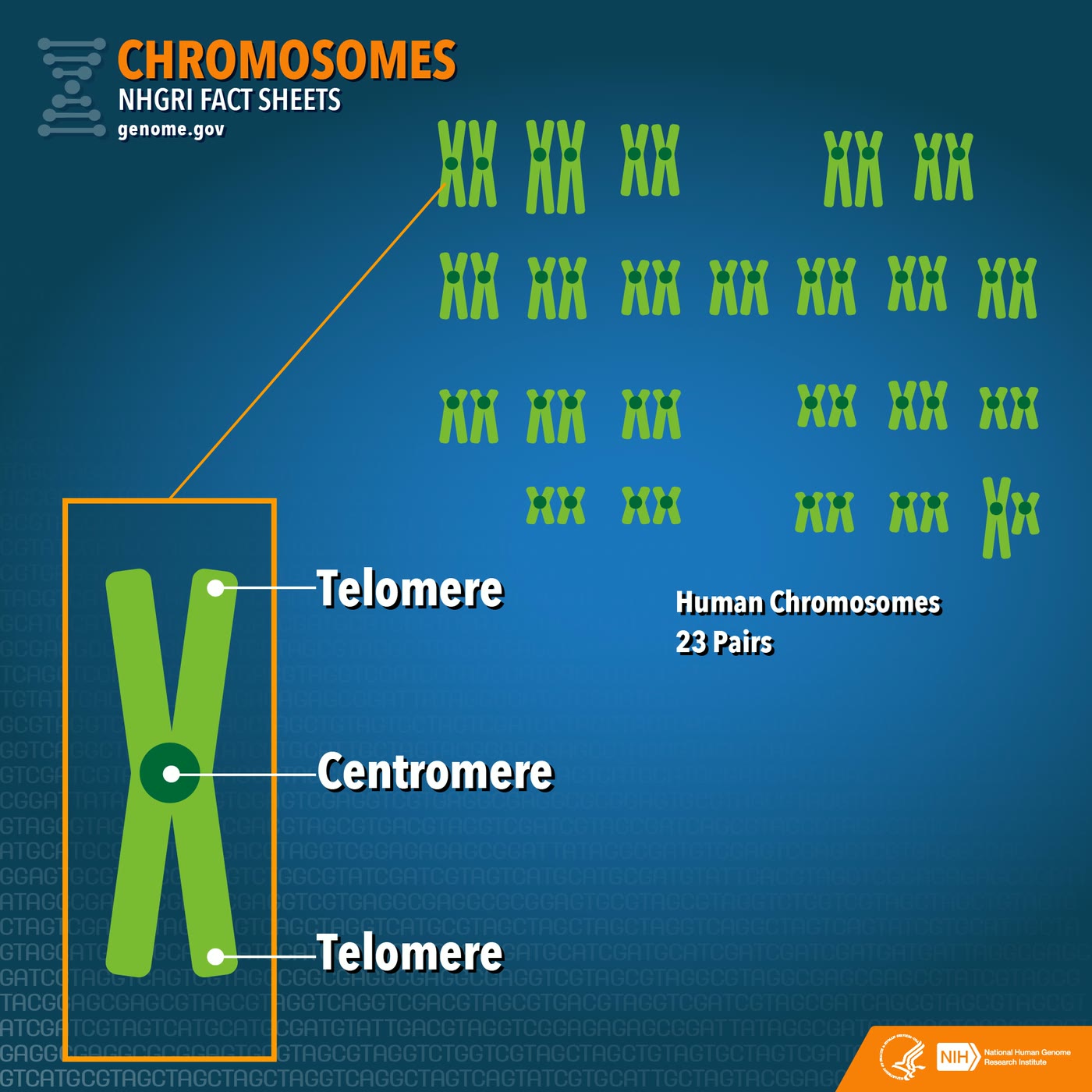 Ilustração anatômica: Centrômero (Centromere)