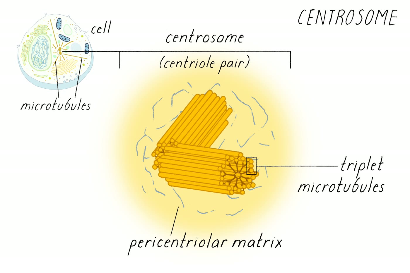 Ilustração anatômica: Centrossomo (Centrosome)