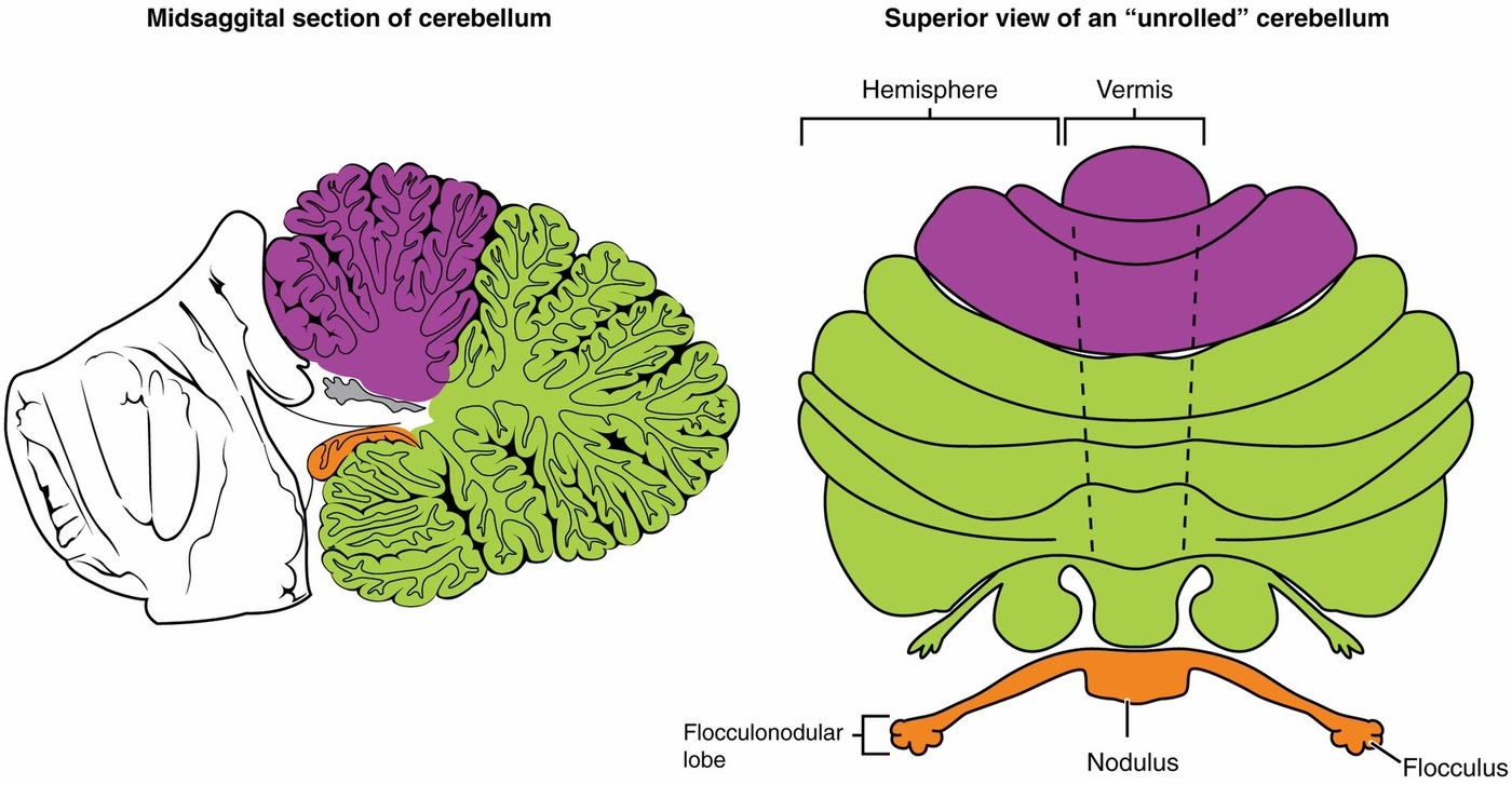 Ilustração anatômica: Cerebelo (Cerebellum)
