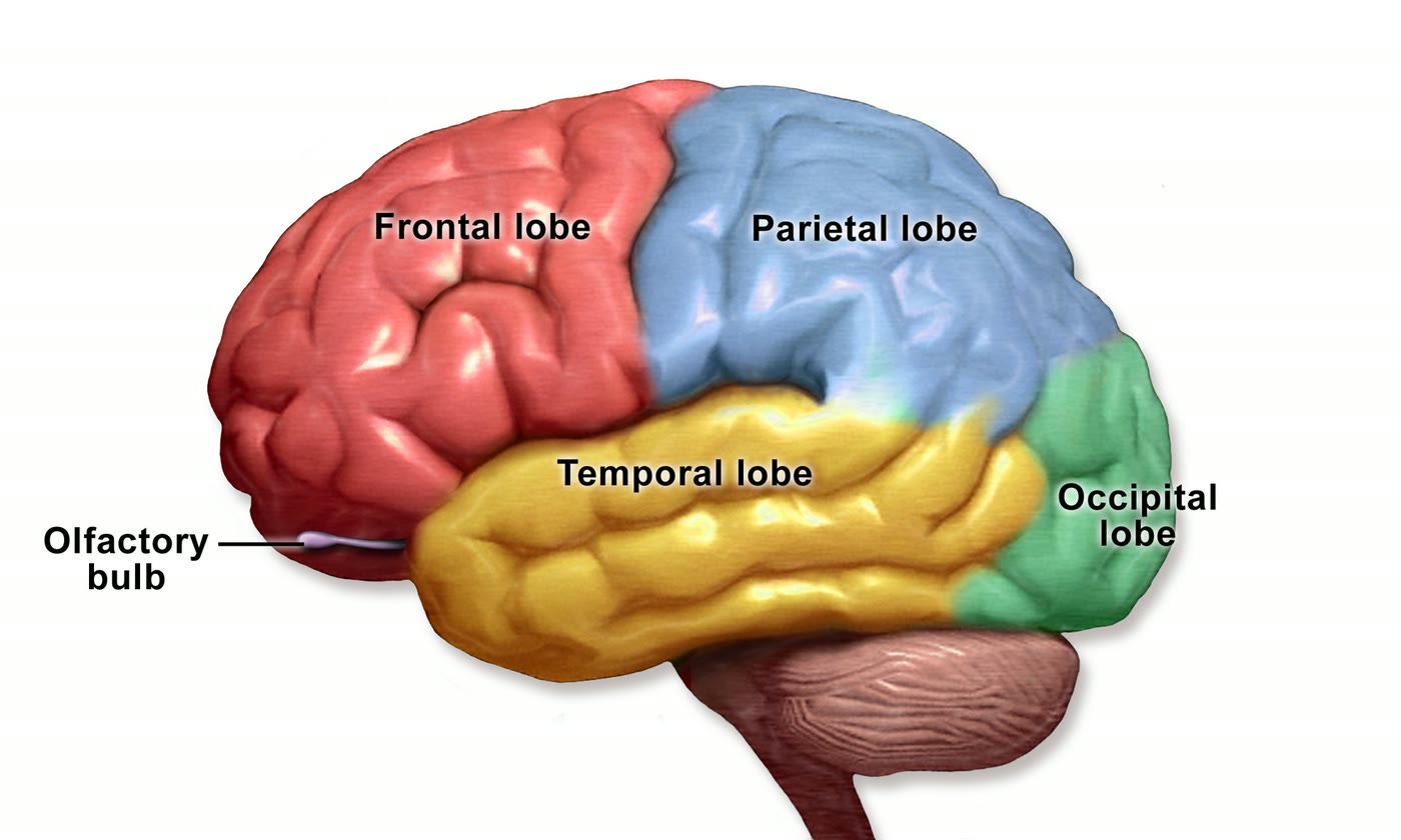 Ilustração anatômica: Cérebro (Cerebrum)
