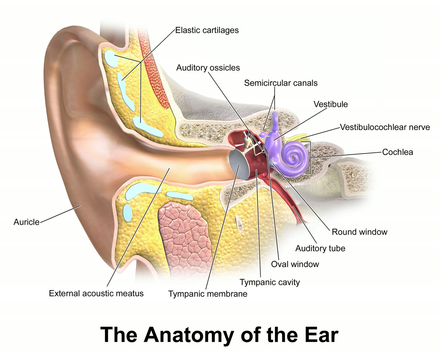 Ilustração anatômica: Cerume (Cerumen)