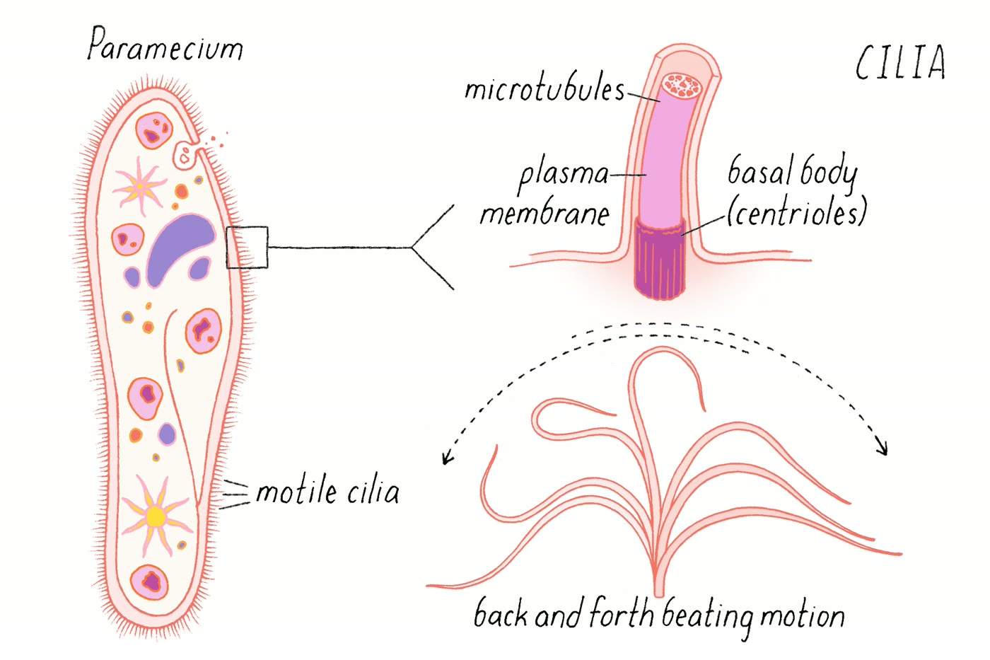 Ilustração anatômica: Cílio celular (Cilia)