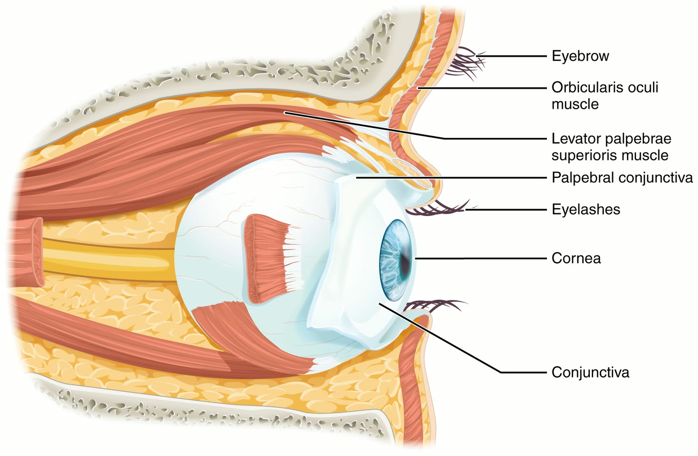 Ilustração anatômica: Cílios palpebrais (Eyelashes)