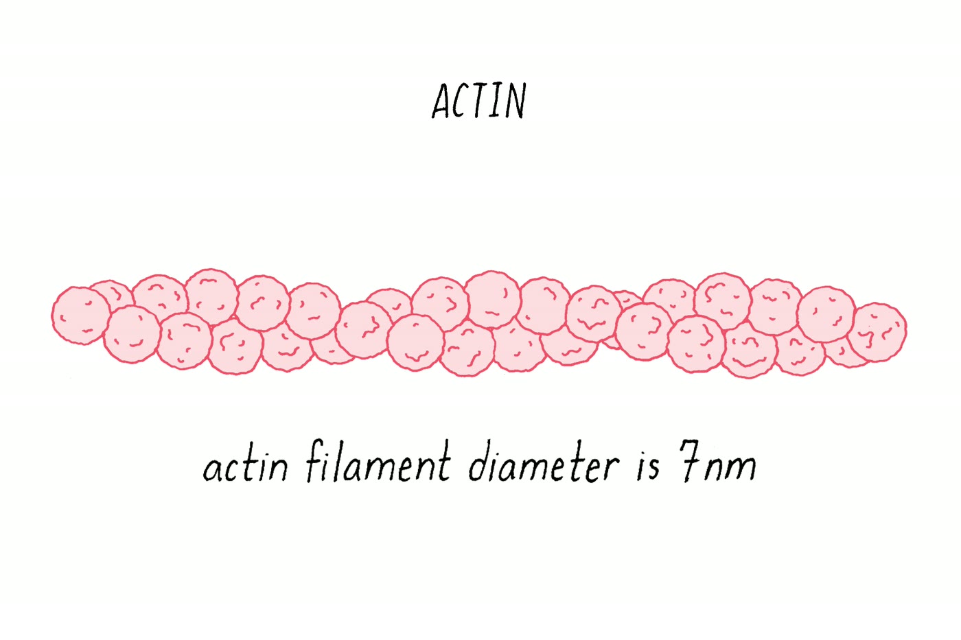 Ilustração anatômica: Citoesqueleto de actina (Actin Cytoskeleton)