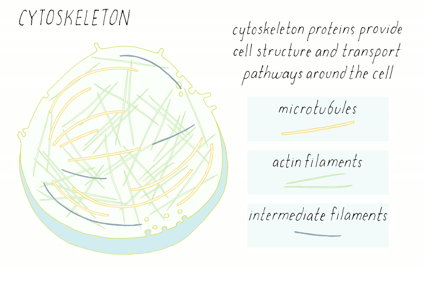 Ilustração anatômica: Citoesqueleto (Cytoskeleton)