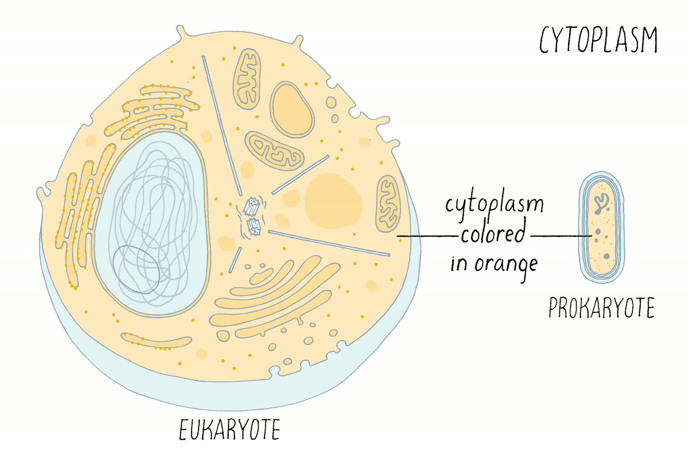 Ilustração anatômica: Citoplasma (Cytoplasm)