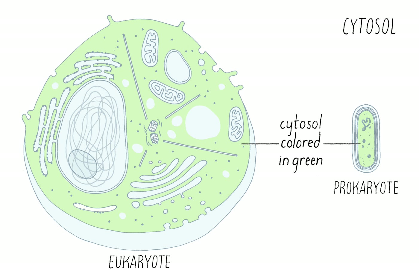 Ilustração anatômica: Citosol (Cytosol)