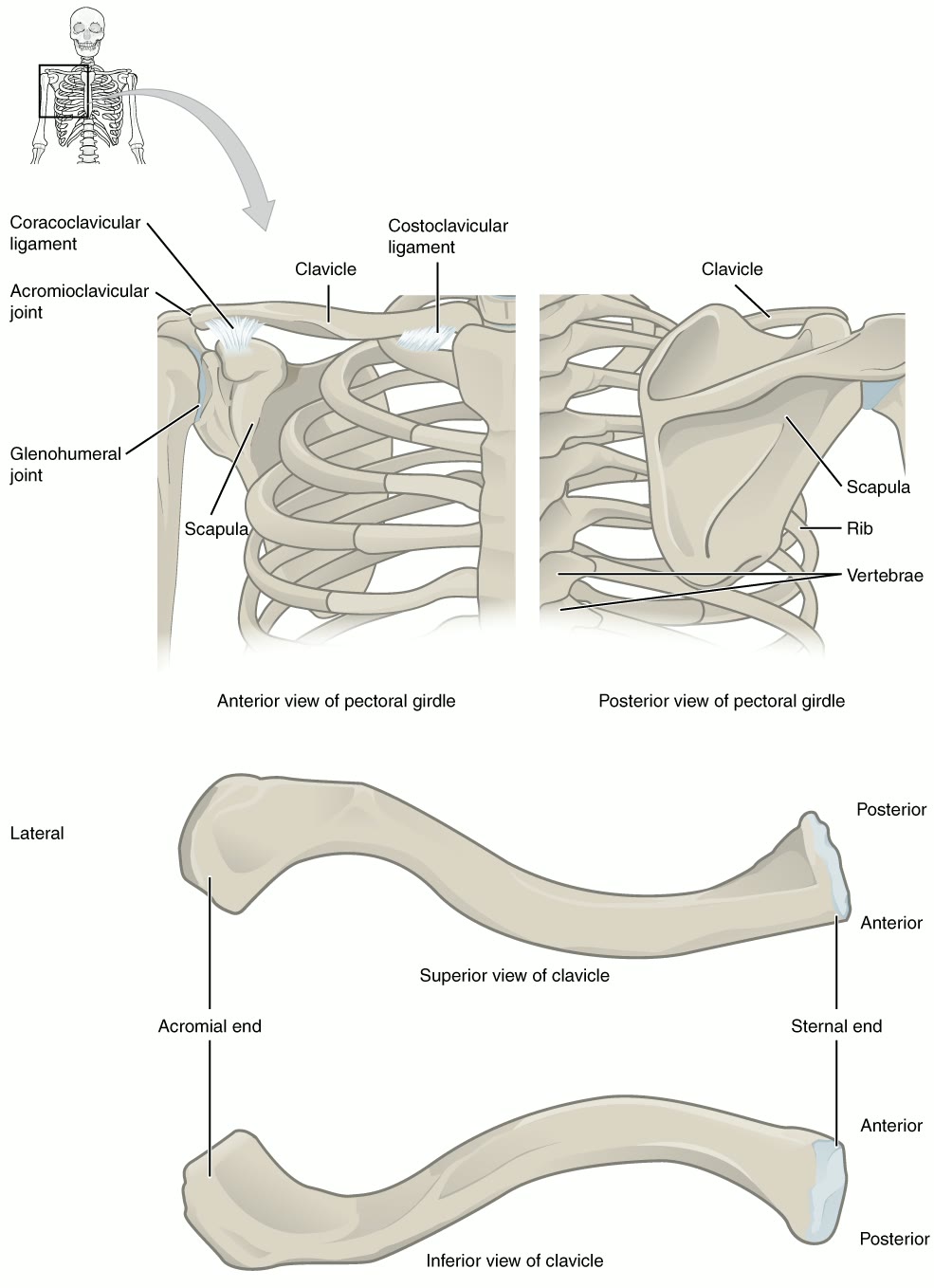 Ilustração anatômica: Clavícula (Clavicle)