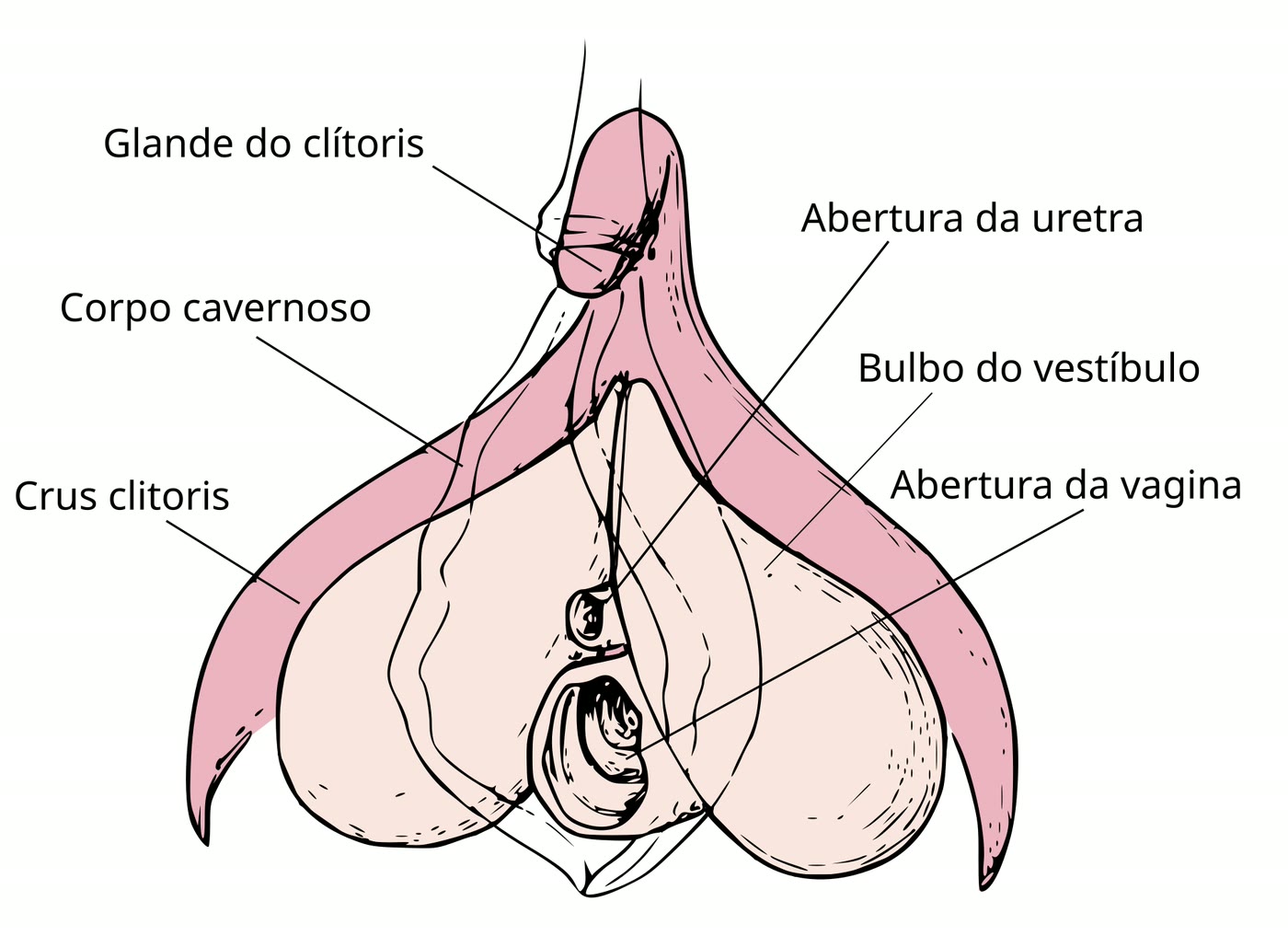 Ilustração anatômica: Clitóris (Clitoris)