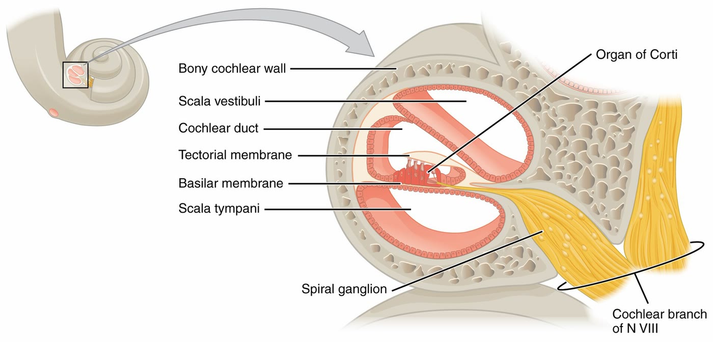 Ilustração anatômica: Cóclea (Cochlea)