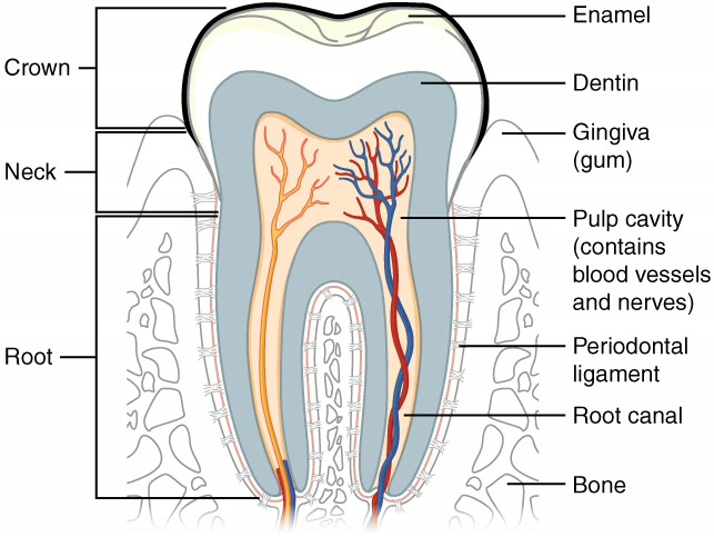 Esquema do dente em corte, com a coroa, o colo na junção com a raiz, a gengiva e o ligamento periodontal