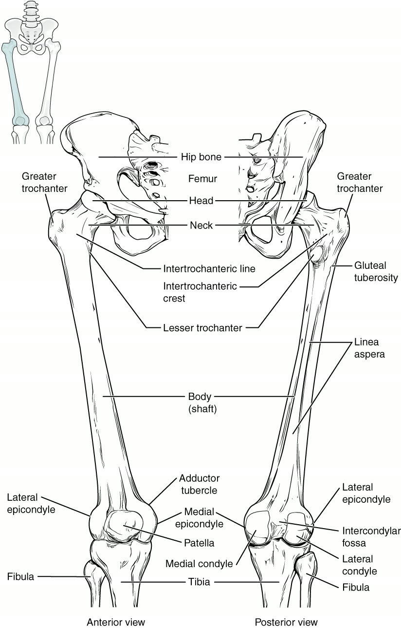Ilustração anatômica: Colo do fêmur (Femur Neck)