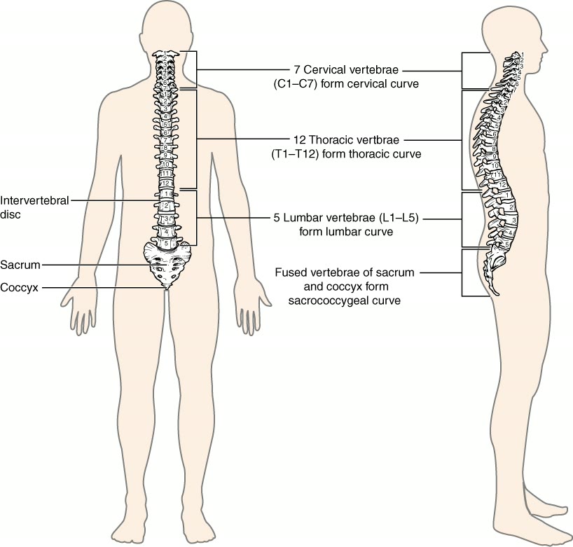 Ilustração anatômica: Coluna vertebral (Vertebral column)