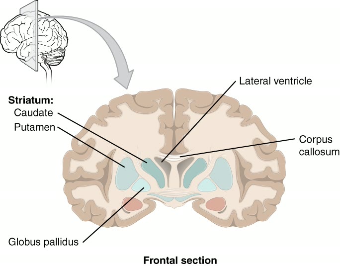 Ilustração anatômica: Comissuras telencefálicas (Telencephalic Commissures)