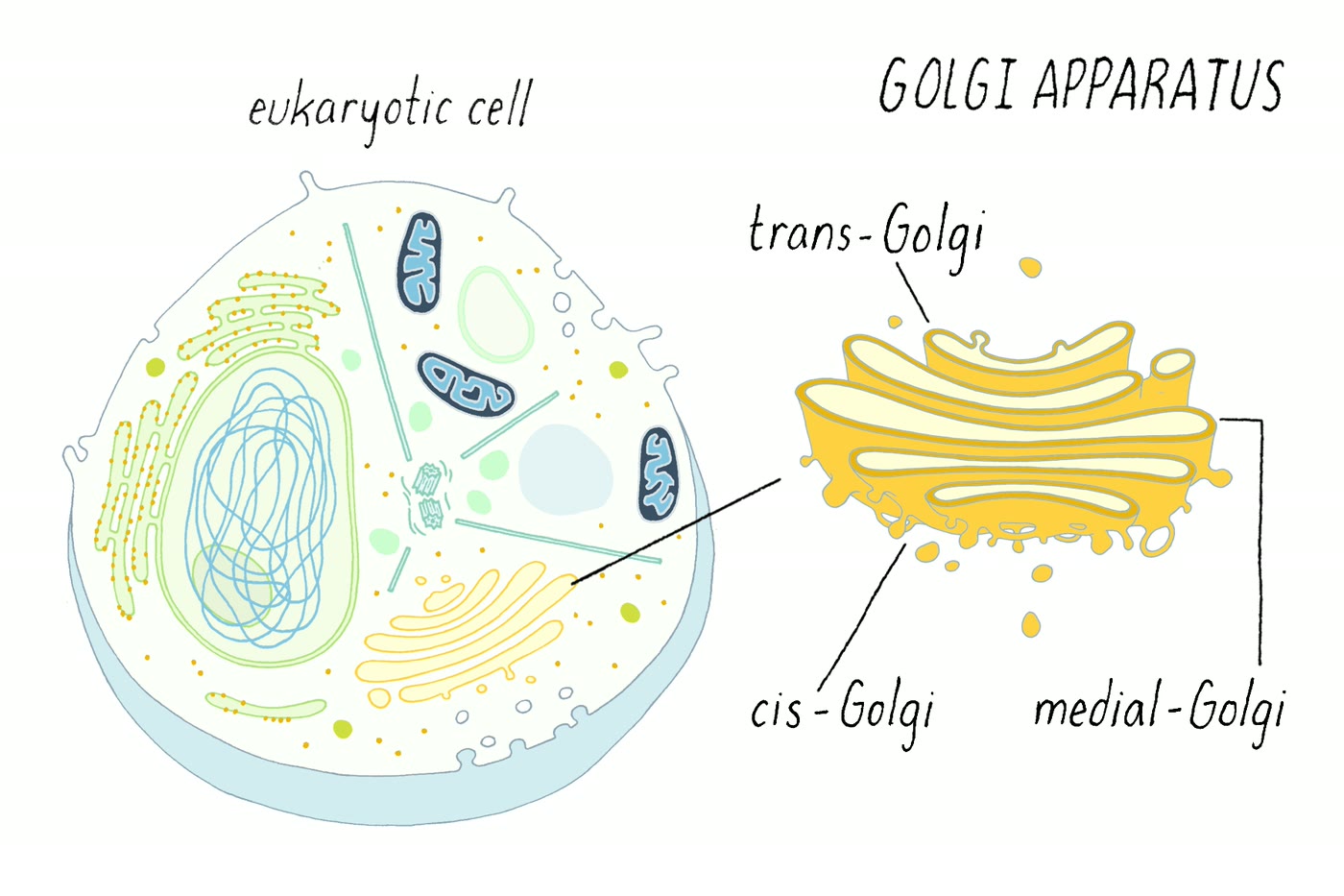 Ilustração anatômica: Complexo de Golgi (Golgi Apparatus)