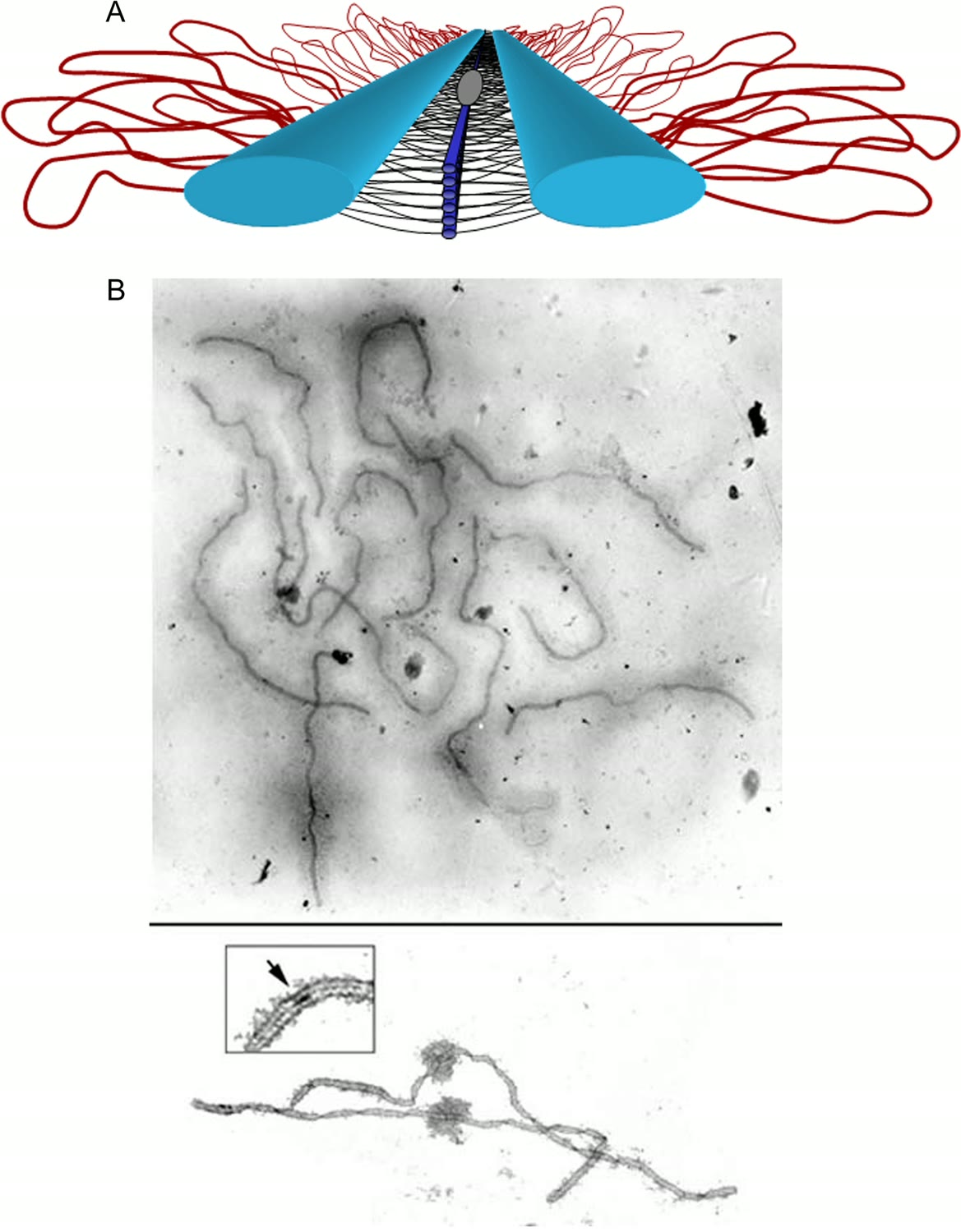 Ilustração anatômica: Complexo sinaptonêmico (Synaptonemal Complex)