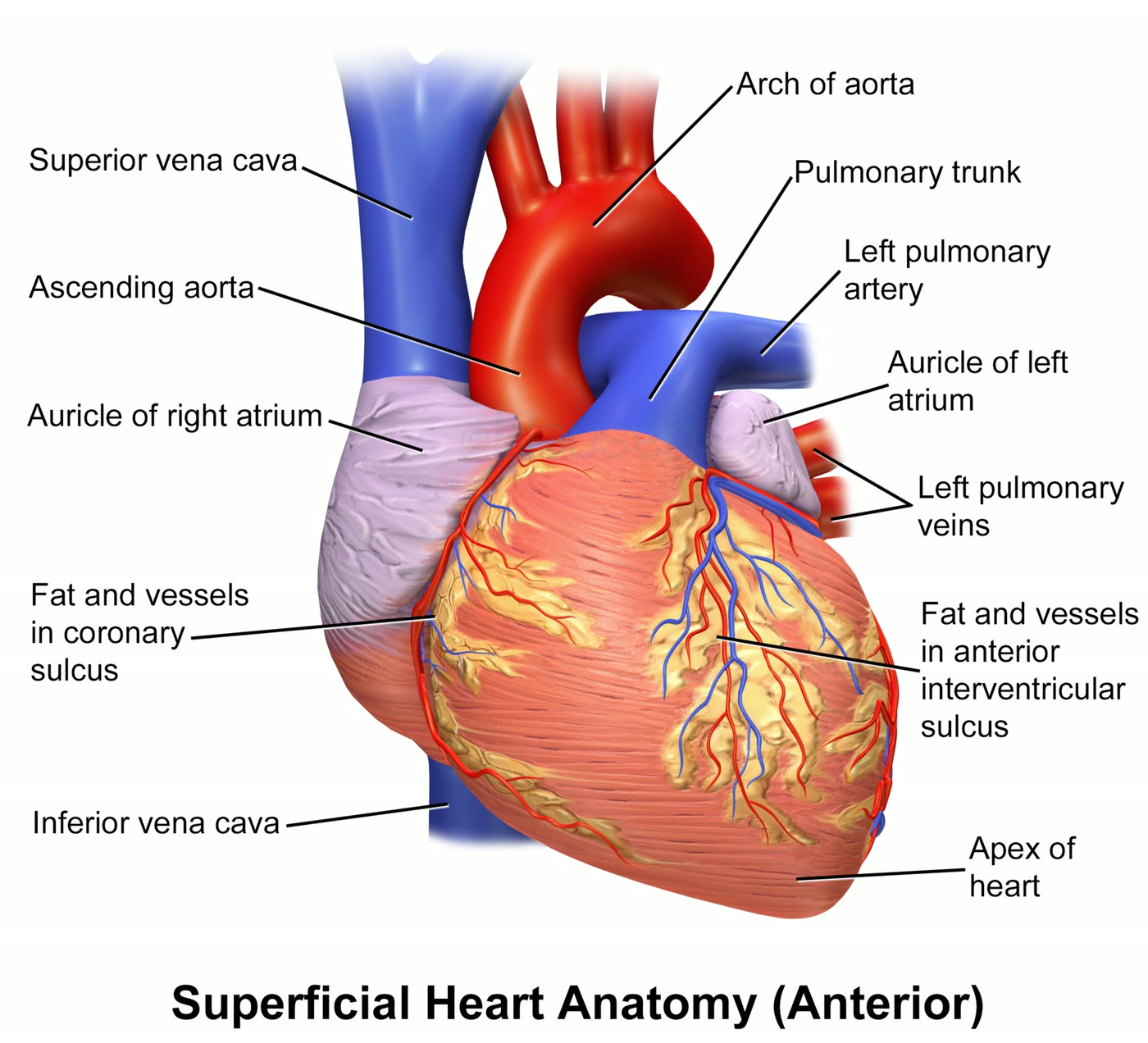 Ilustração anatômica: Coração (Heart)
