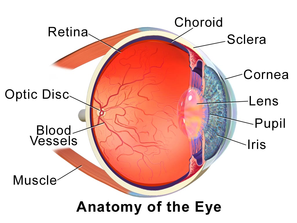 Ilustração anatômica: Córnea (Cornea)