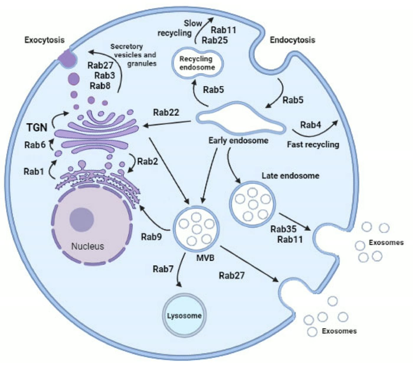Ilustração anatômica: Corpo multivesicular (Multivesicular Bodies)