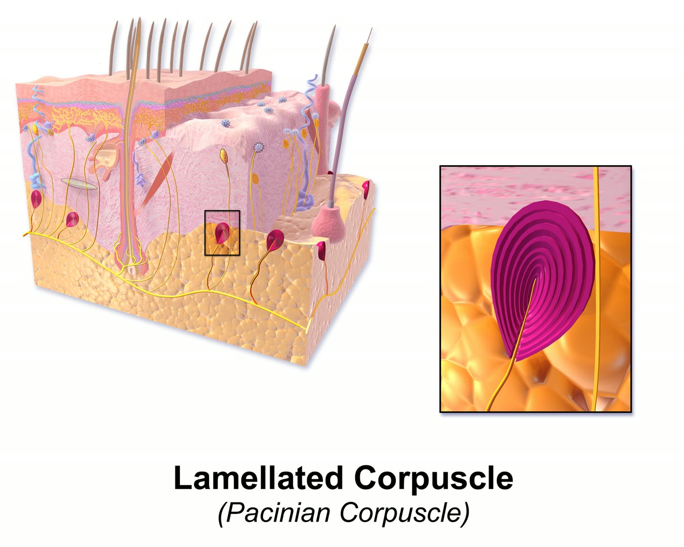Ilustração anatômica: Corpúsculo de Pacini (Pacinian Corpuscles)