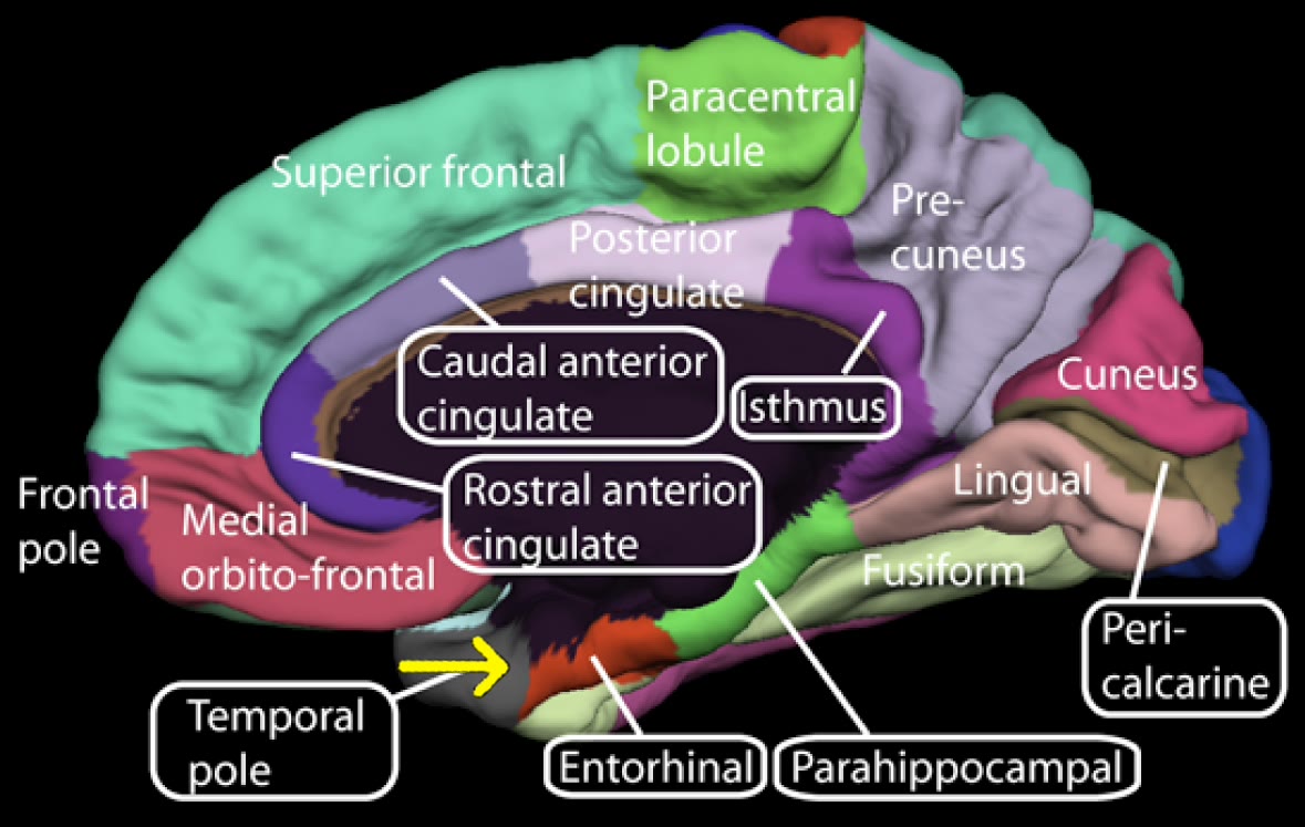 Ilustração anatômica: Córtex entorrinal (Entorhinal Cortex)
