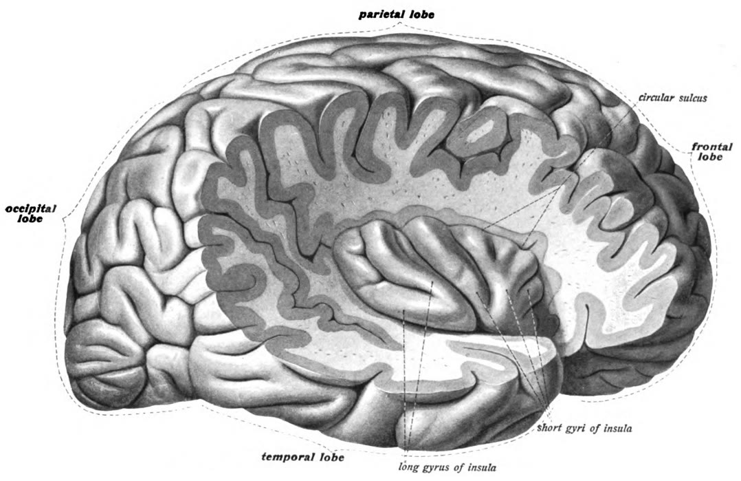 Ilustração anatômica: Córtex insular (Insular Cortex)