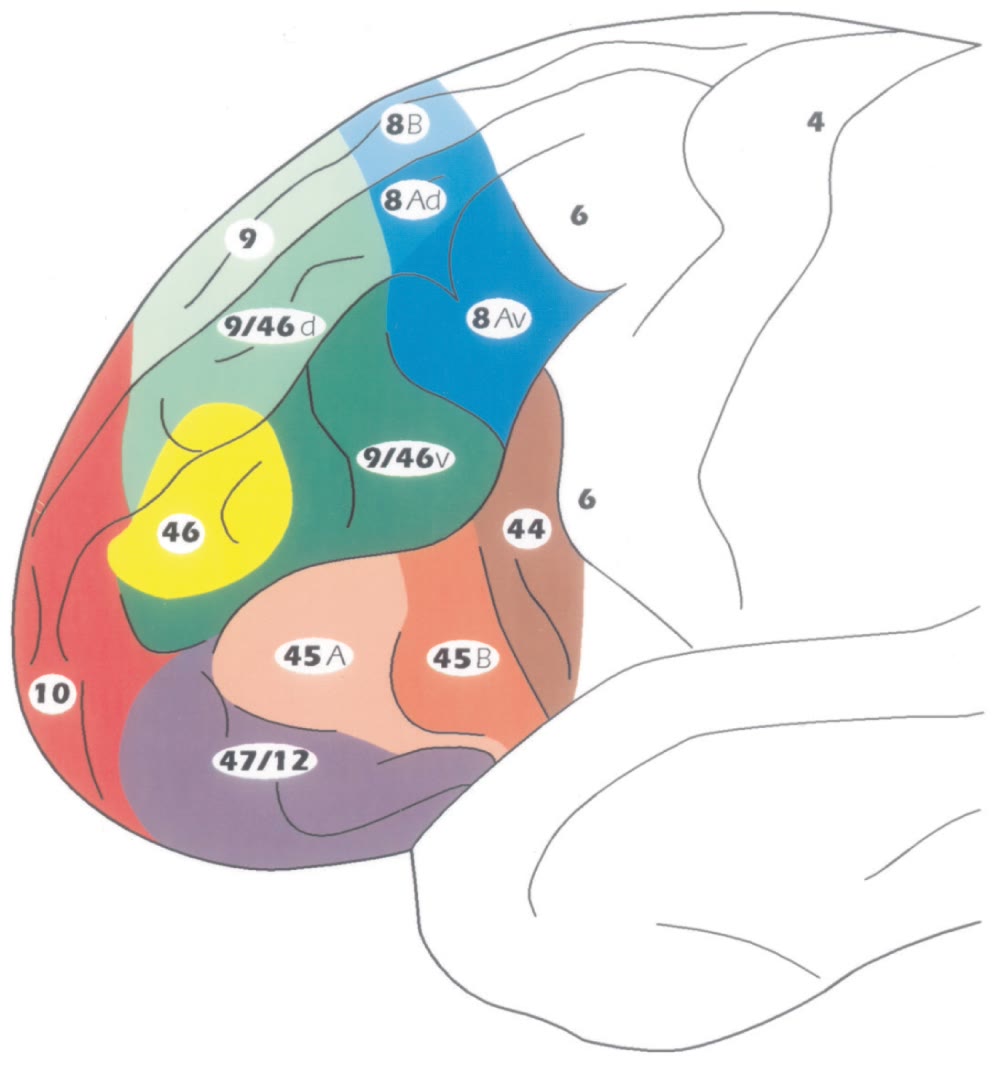 Ilustração anatômica: Córtex pré-frontal dorsolateral (Dorsolateral Prefrontal Cortex)