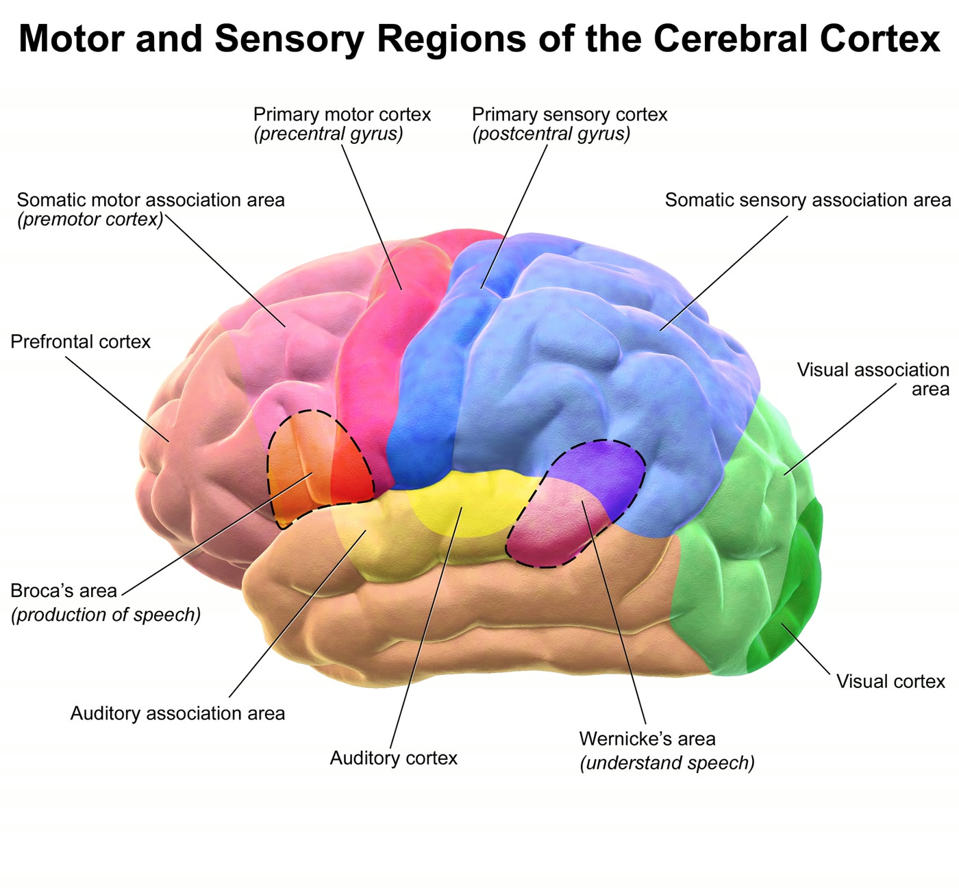 Ilustração anatômica: Córtex pré-frontal (Prefrontal Cortex)