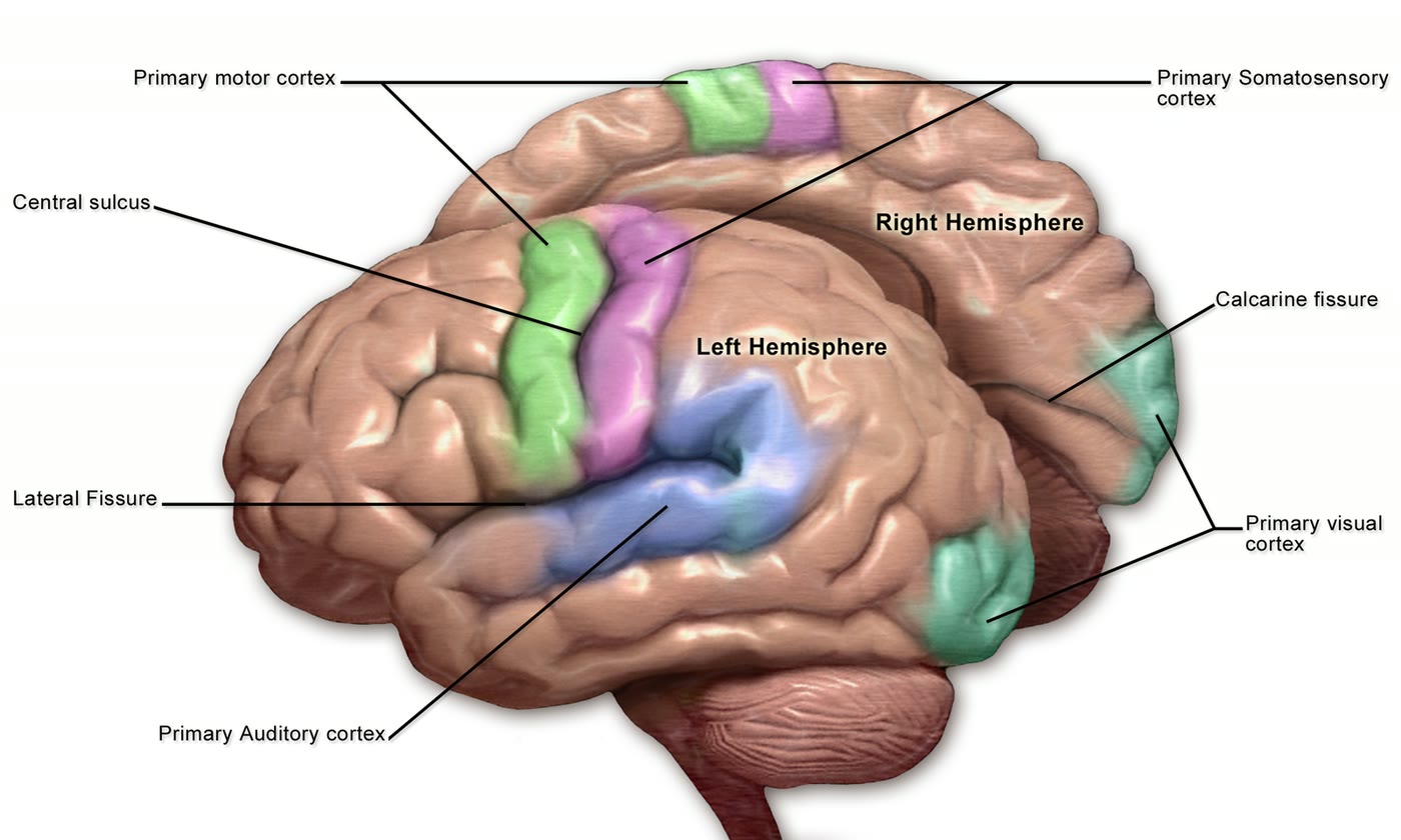 Ilustração anatômica: Córtex sensório-motor (Sensorimotor Cortex)