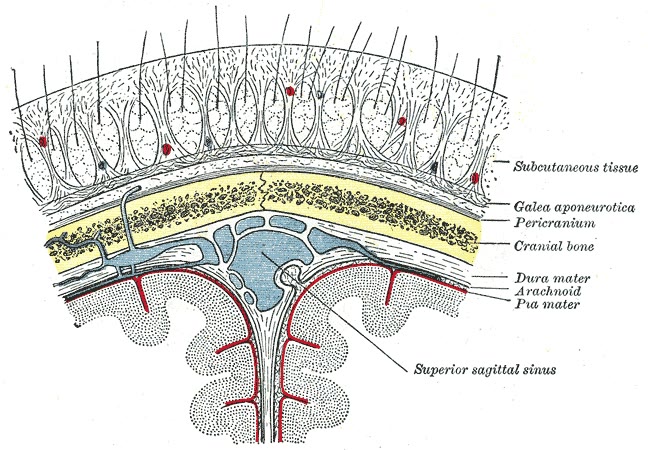 Ilustração anatômica: Couro cabeludo (Scalp)