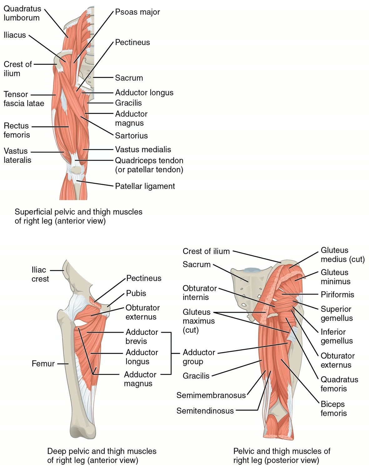 Ilustração anatômica: Coxa (Thigh)