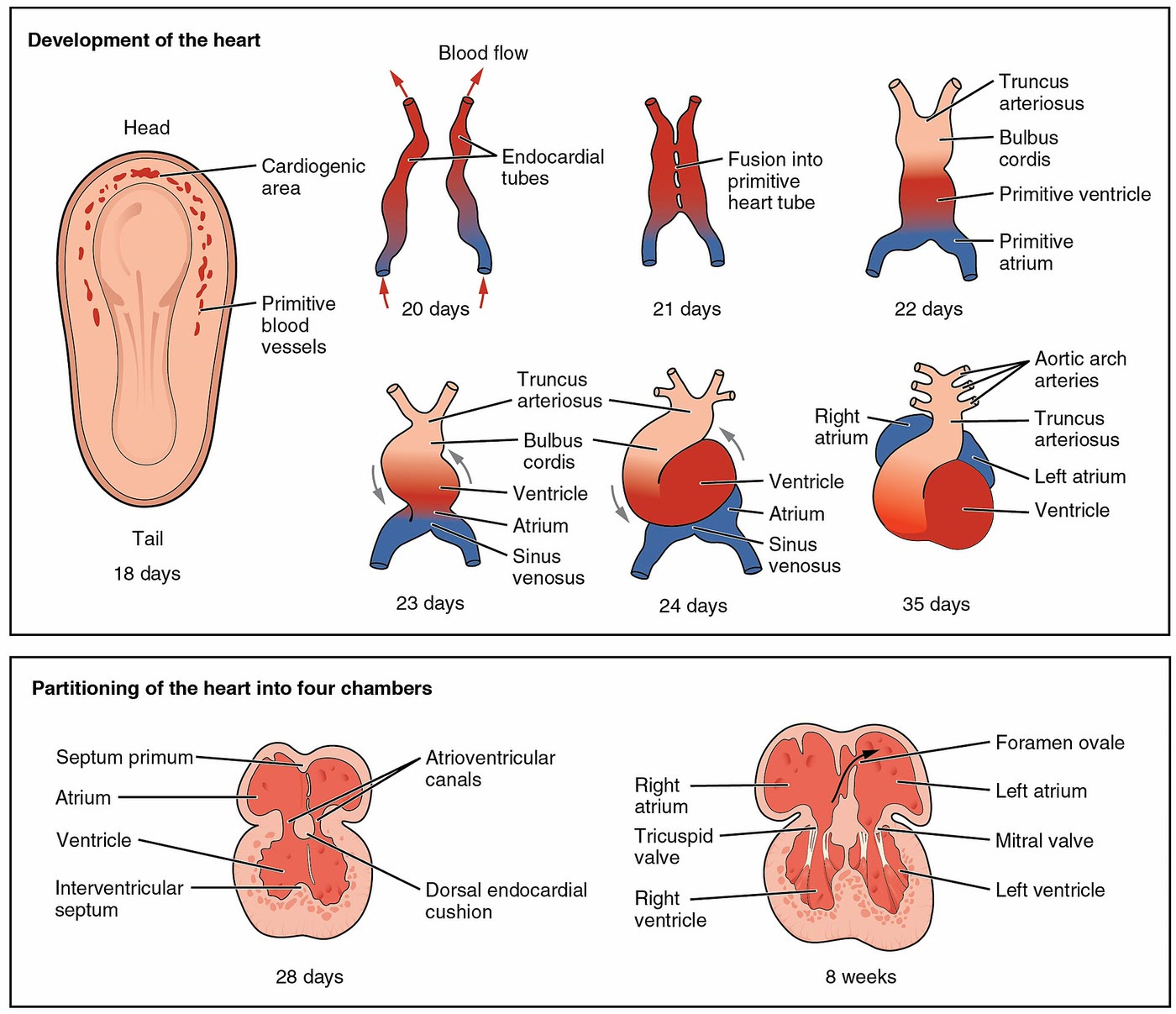 Ilustração anatômica: Coxins endocárdicos (Endocardial Cushions)
