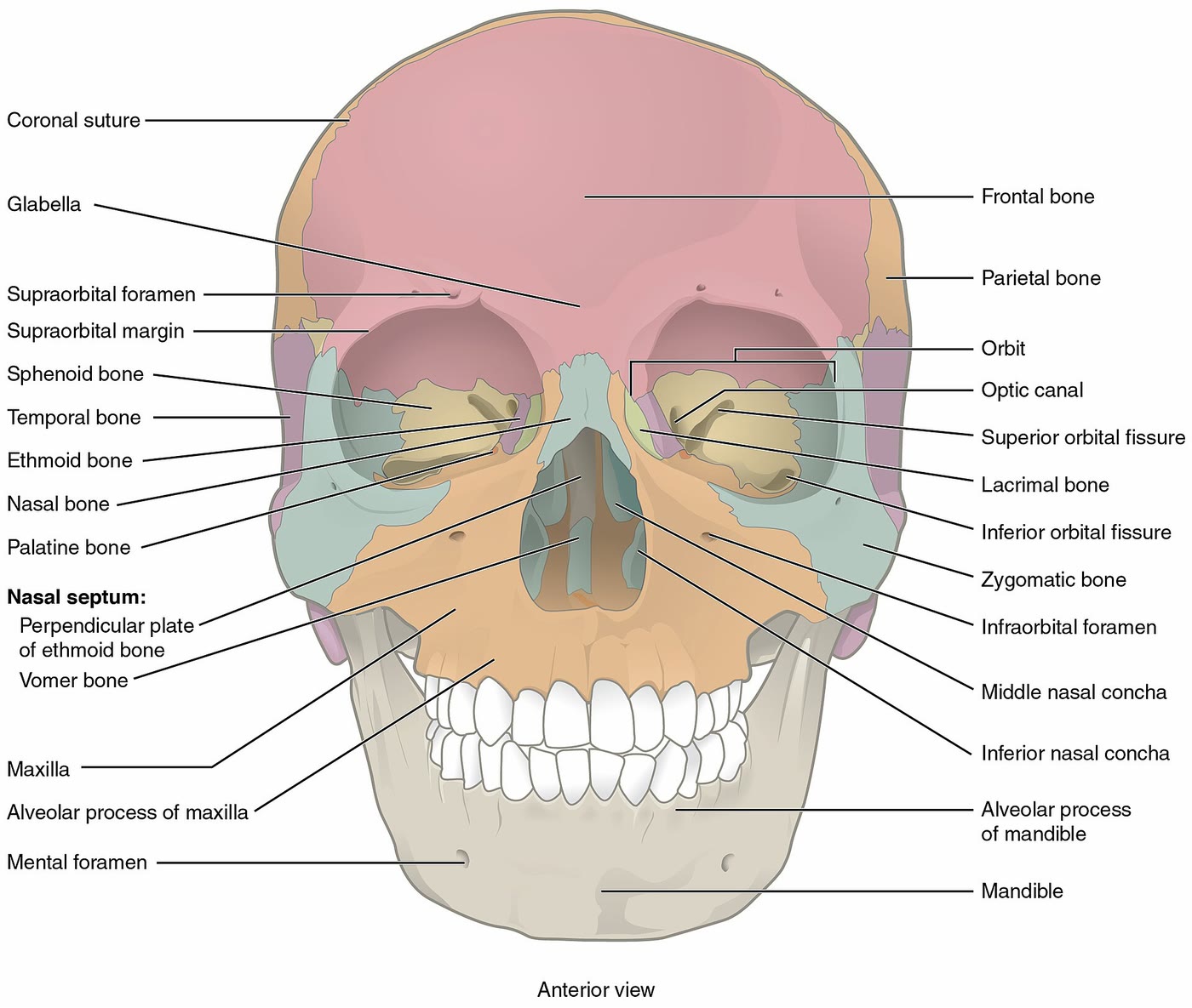 Ilustração anatômica: Crânio (Skull)