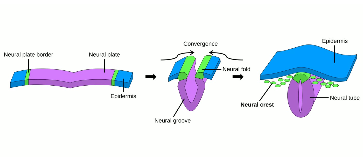 Ilustração anatômica: Crista neural (Neural Crest)