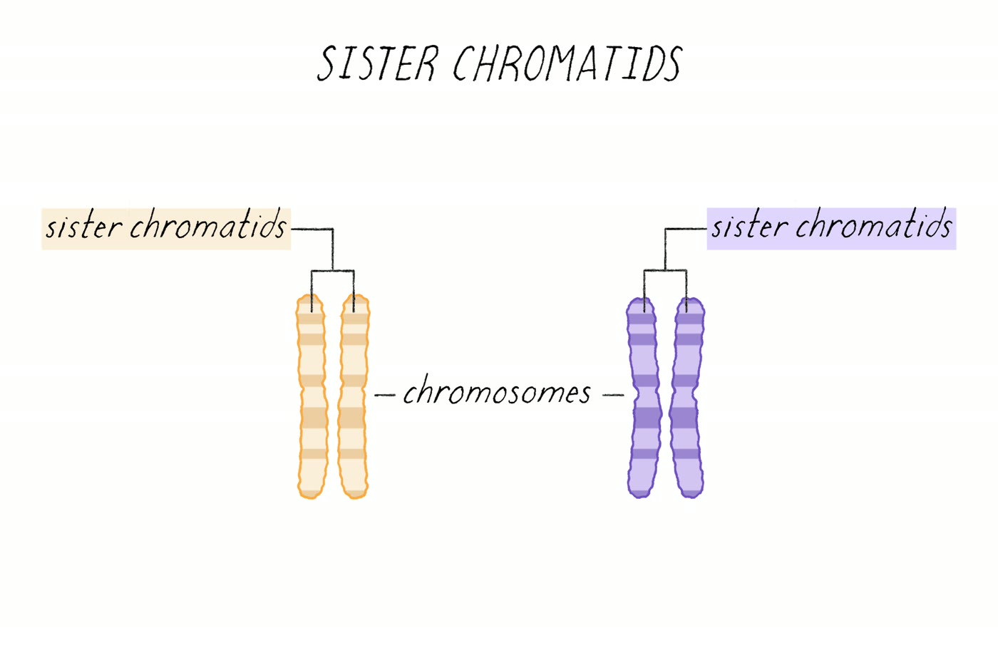 Ilustração anatômica: Cromátide (Chromatids)