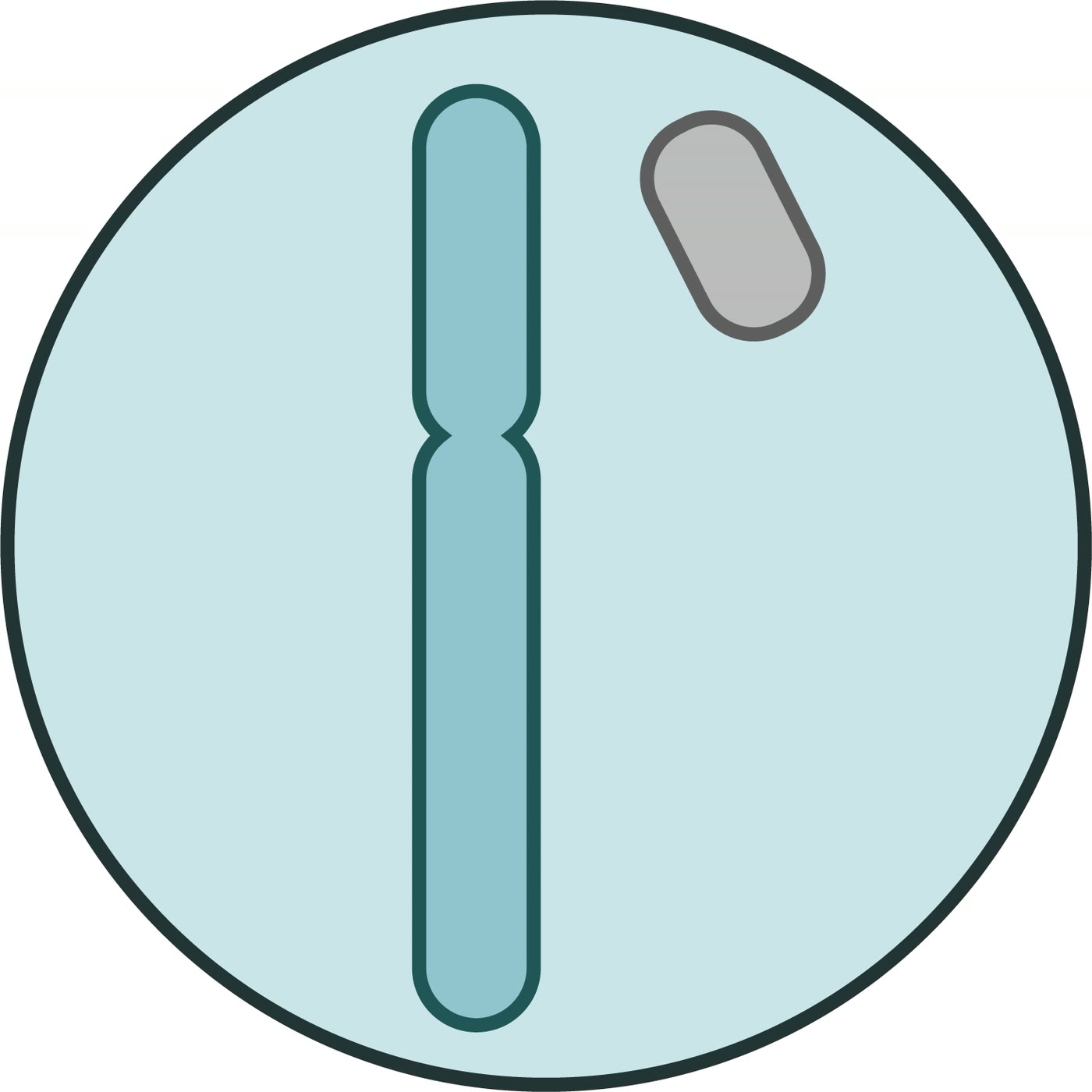 Ilustração anatômica: Cromatina sexual (Sex Chromatin)