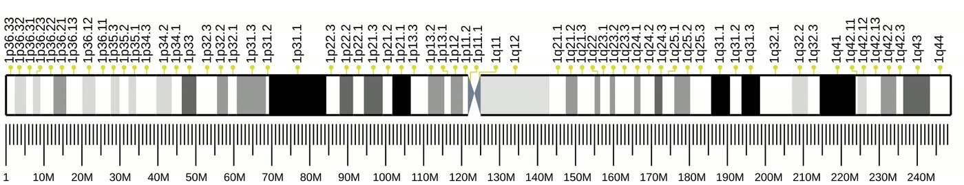 Ilustração anatômica: Cromossomo 1 (Chromosomes, Human, Pair 1)