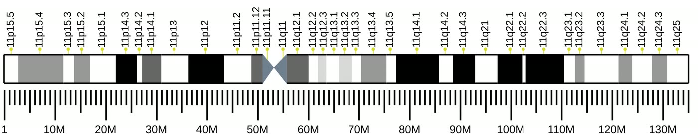 Ilustração anatômica: Cromossomo 11 (Chromosomes, Human, Pair 11)