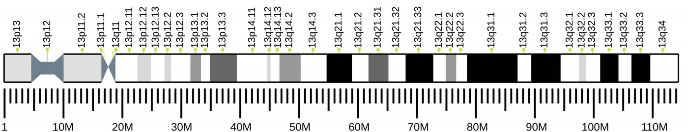 Ilustração anatômica: Cromossomo 13 (Chromosomes, Human, Pair 13)