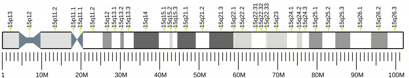 Ilustração anatômica: Cromossomo 15 (Chromosomes, Human, Pair 15)