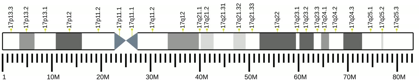 Ilustração anatômica: Cromossomo 17 (Chromosomes, Human, Pair 17)