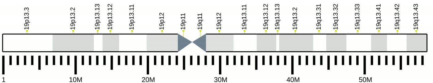 Ilustração anatômica: Cromossomo 19 (Chromosomes, Human, Pair 19)