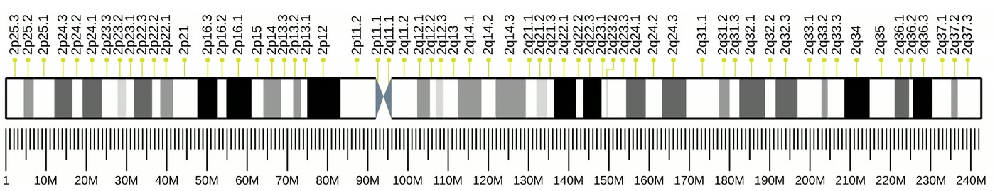 Ilustração anatômica: Cromossomo 2 (Chromosomes, Human, Pair 2)