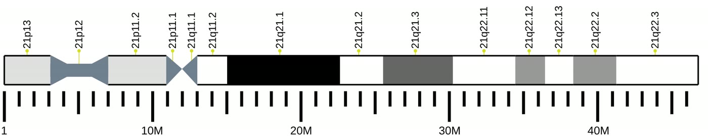 Ilustração anatômica: Cromossomo 21 (Chromosomes, Human, Pair 21)