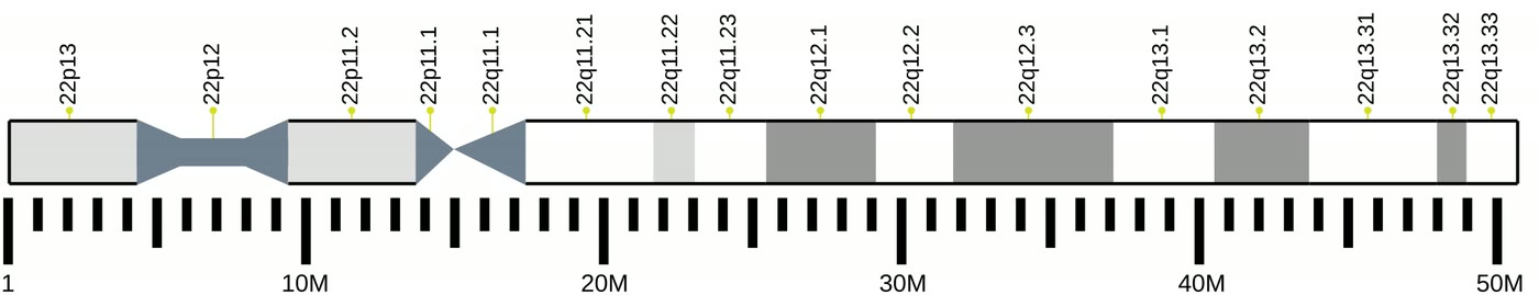 Ilustração anatômica: Cromossomo 22 (Chromosomes, Human, Pair 22)