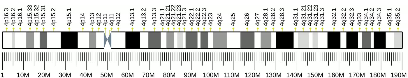 Ilustração anatômica: Cromossomo 4 (Chromosomes, Human, Pair 4)
